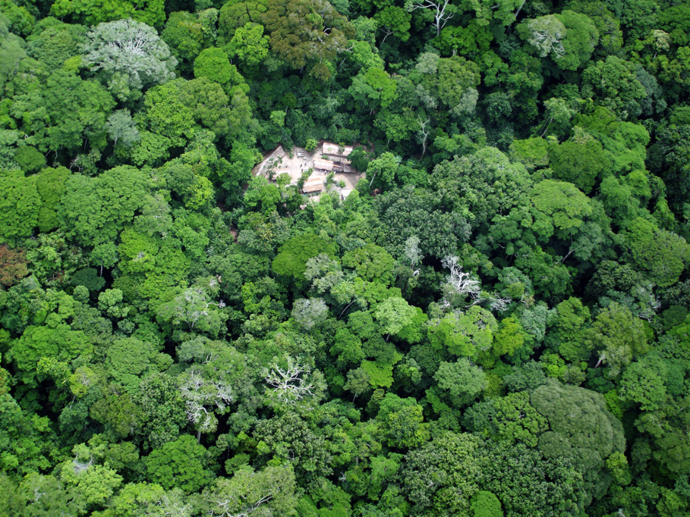 LuiKotale Bonobo Project