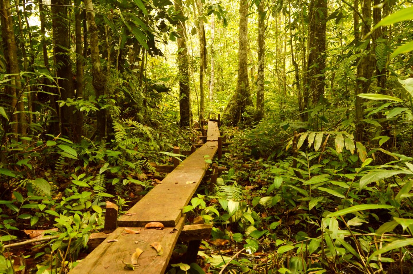 A culinary hike in the park - Salonga National Park – Salonga National Park