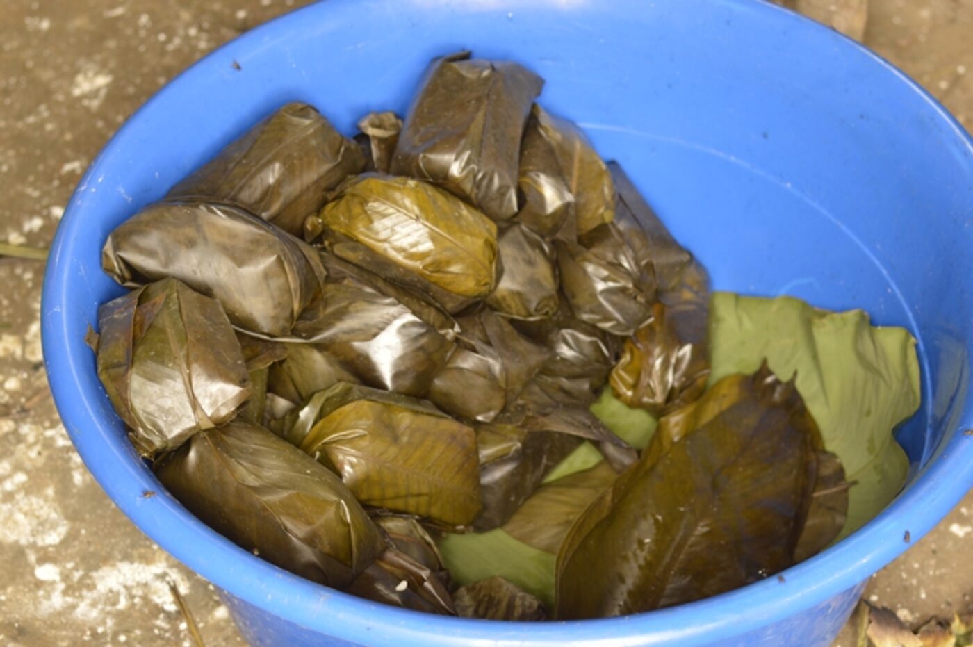 Chikwangues améliorées et conservation de la Salonga