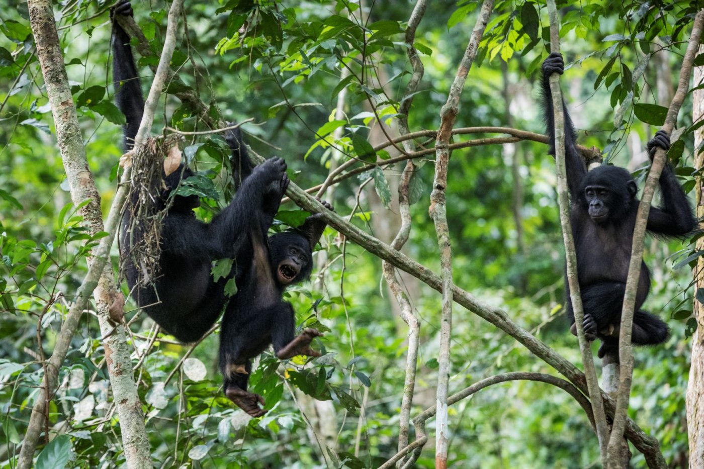 Three young bonobos playing on trees.