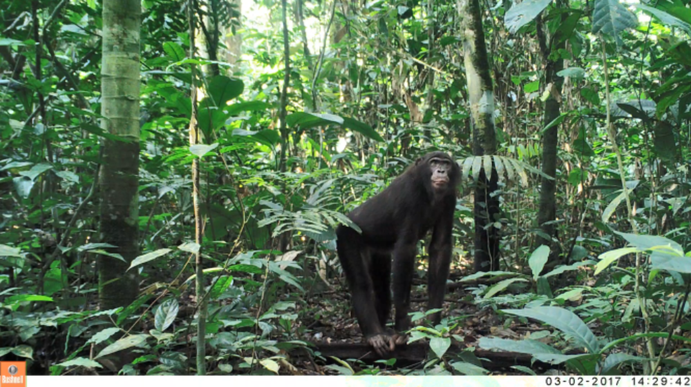 The bonobo - a primate living in Salonga National Park in the DRC ...