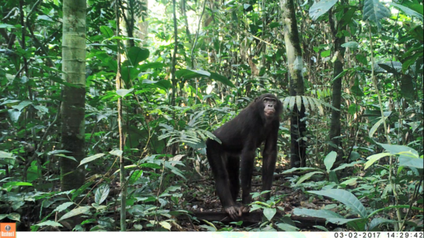 The bonobo - a primate living in Salonga National Park in the DRC ...