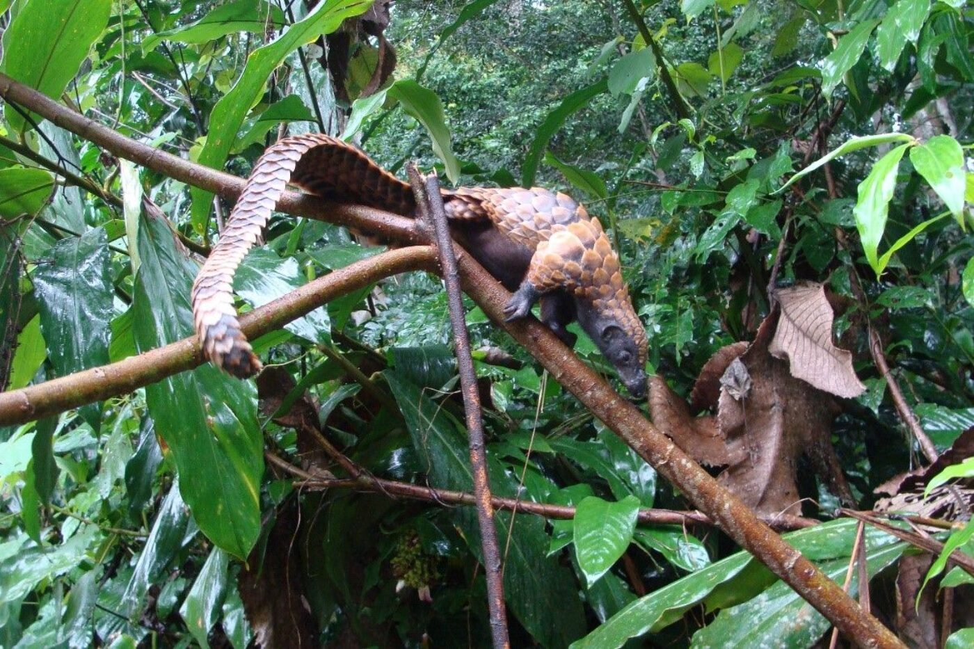 Pangolins in Salonga