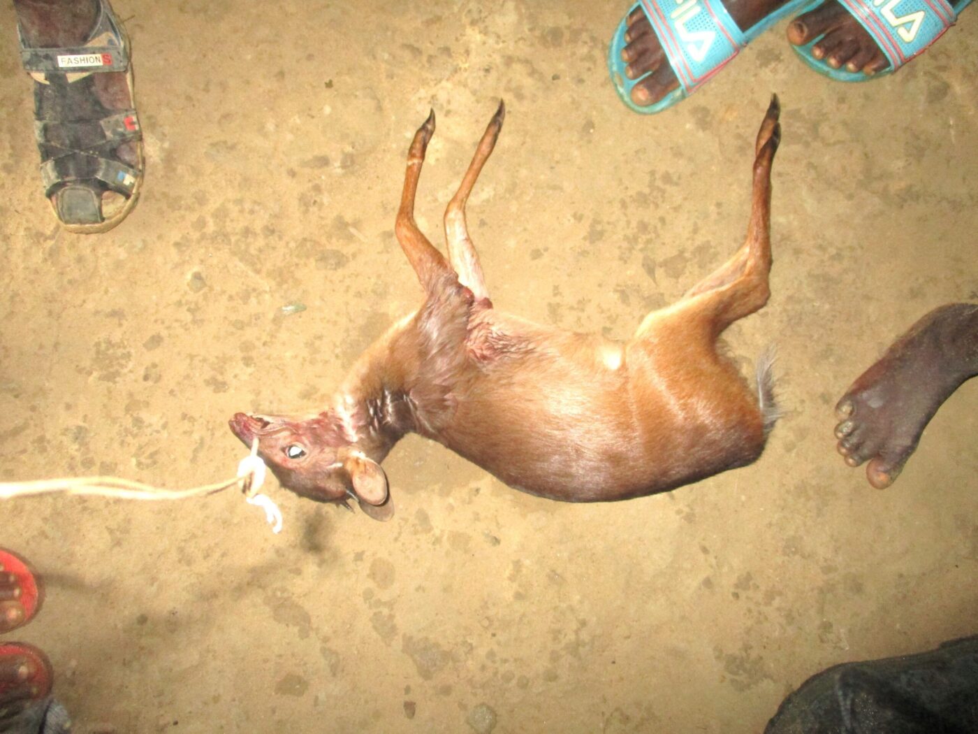 Caractérisation des pratiques de chasse dans le corridor de Monkoto