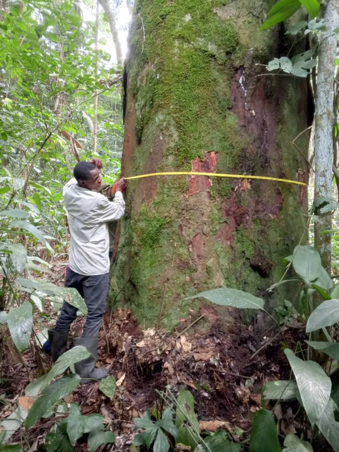 Mesures des arbres dans la Salonga