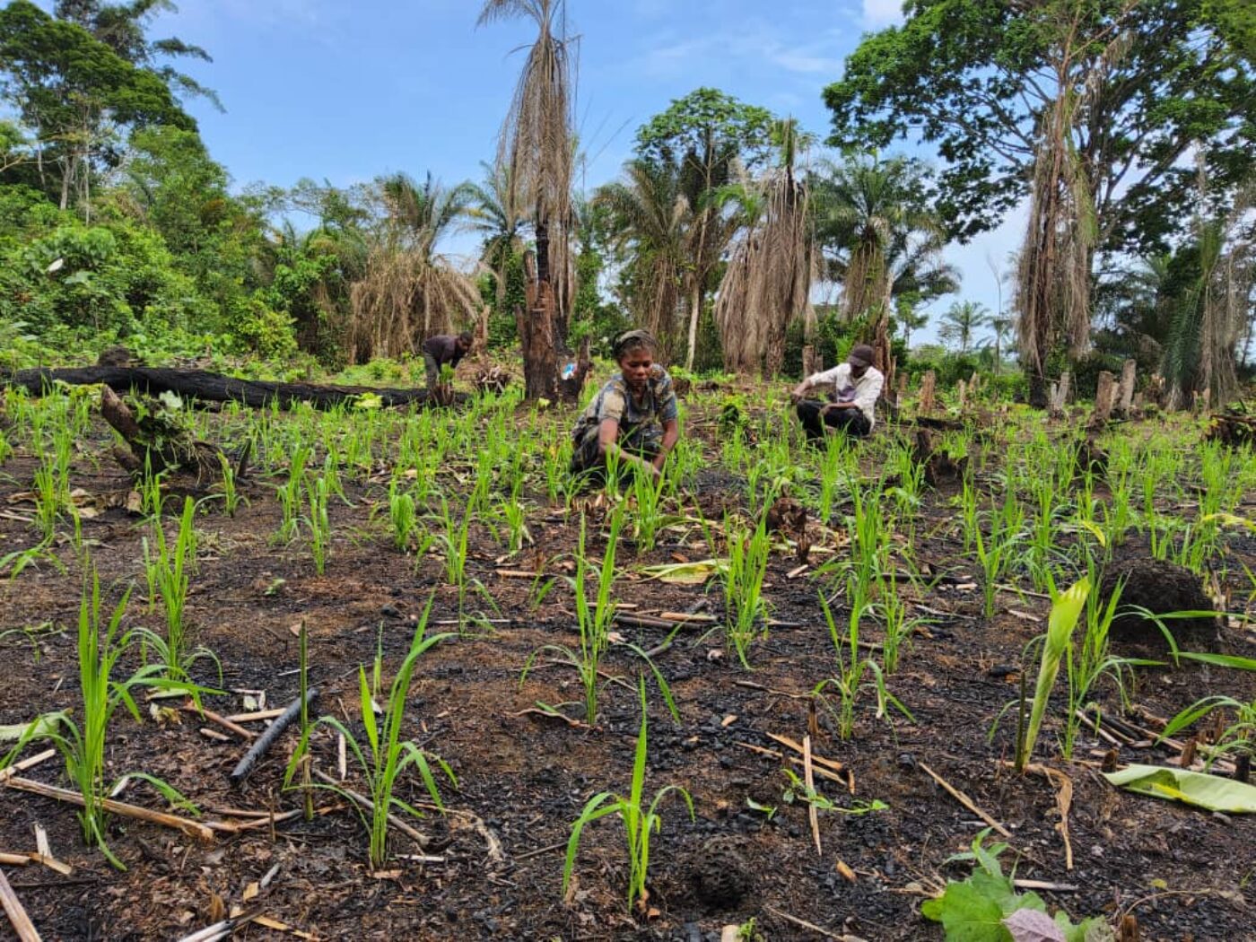 Cap vers la transformation agricole : l’apport d’ISCO auprès des communautés du bloc Nord de la Salonga