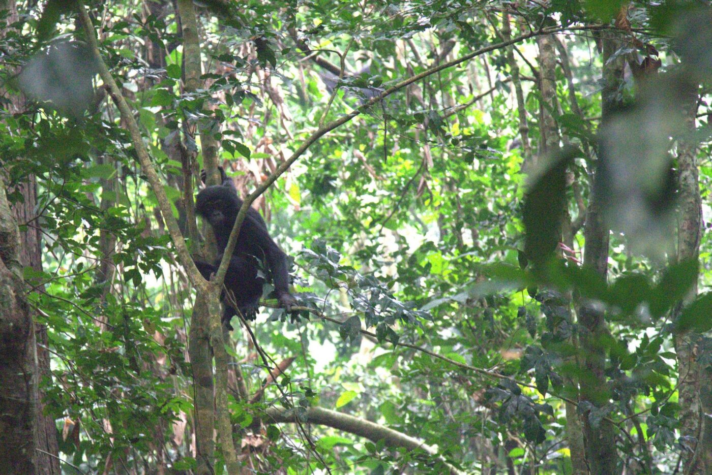 Bonobos d’Inkomu : de la méfiance à la curiosité, une nouvelle étape vers l’habituation dans la Salonga