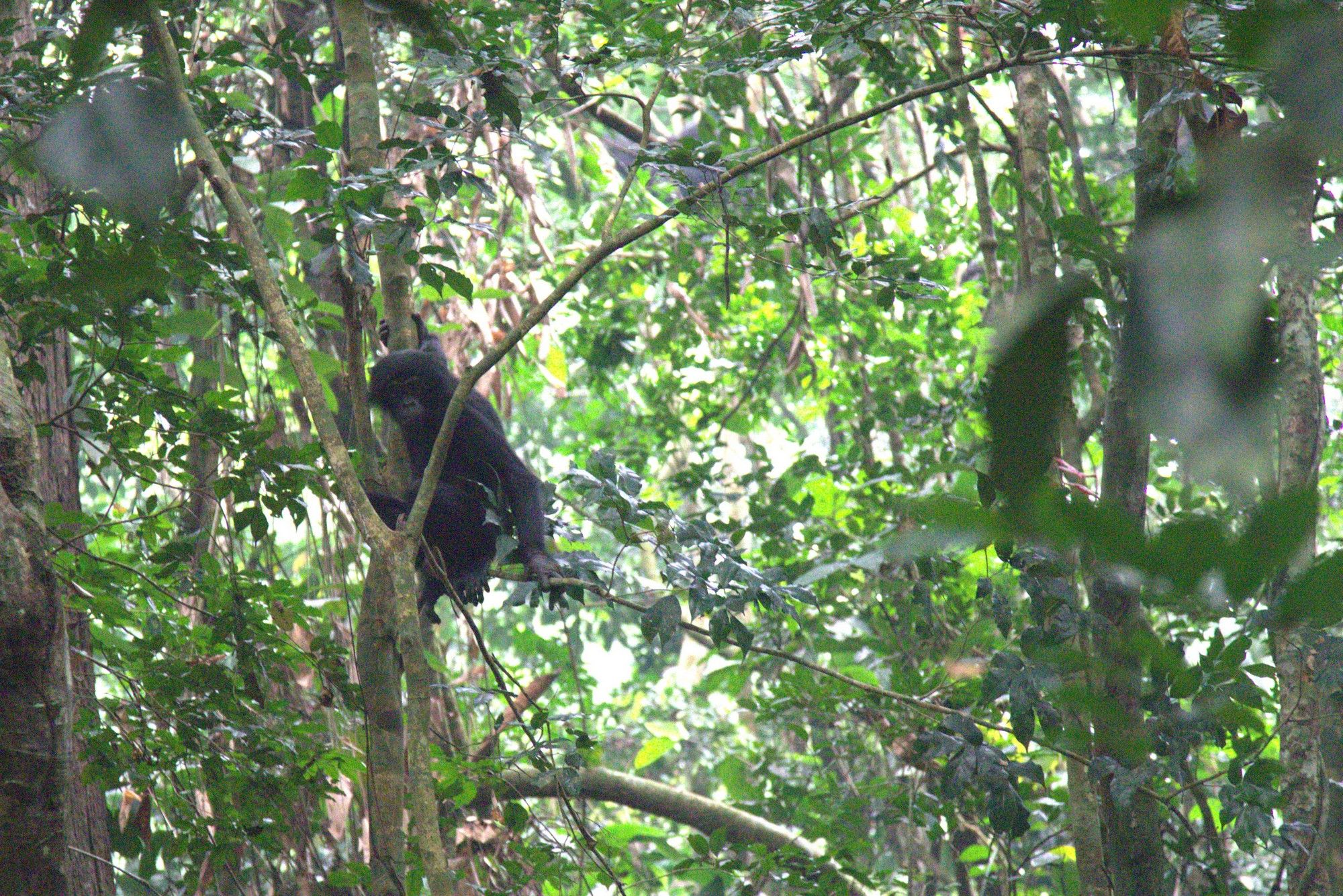 Bonobos d’Inkomu : de la méfiance à la curiosité, une nouvelle étape vers l’habituation dans la Salonga