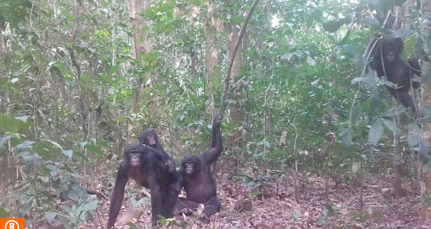 La faune se maintient dans le secteur de Monkoto en dépit de la pression humaine révèle une récente étude