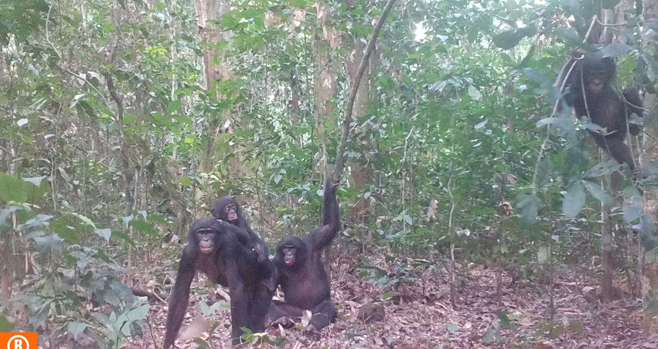 La faune se maintient dans le secteur de Monkoto en dépit de la pression humaine révèle une récente étude