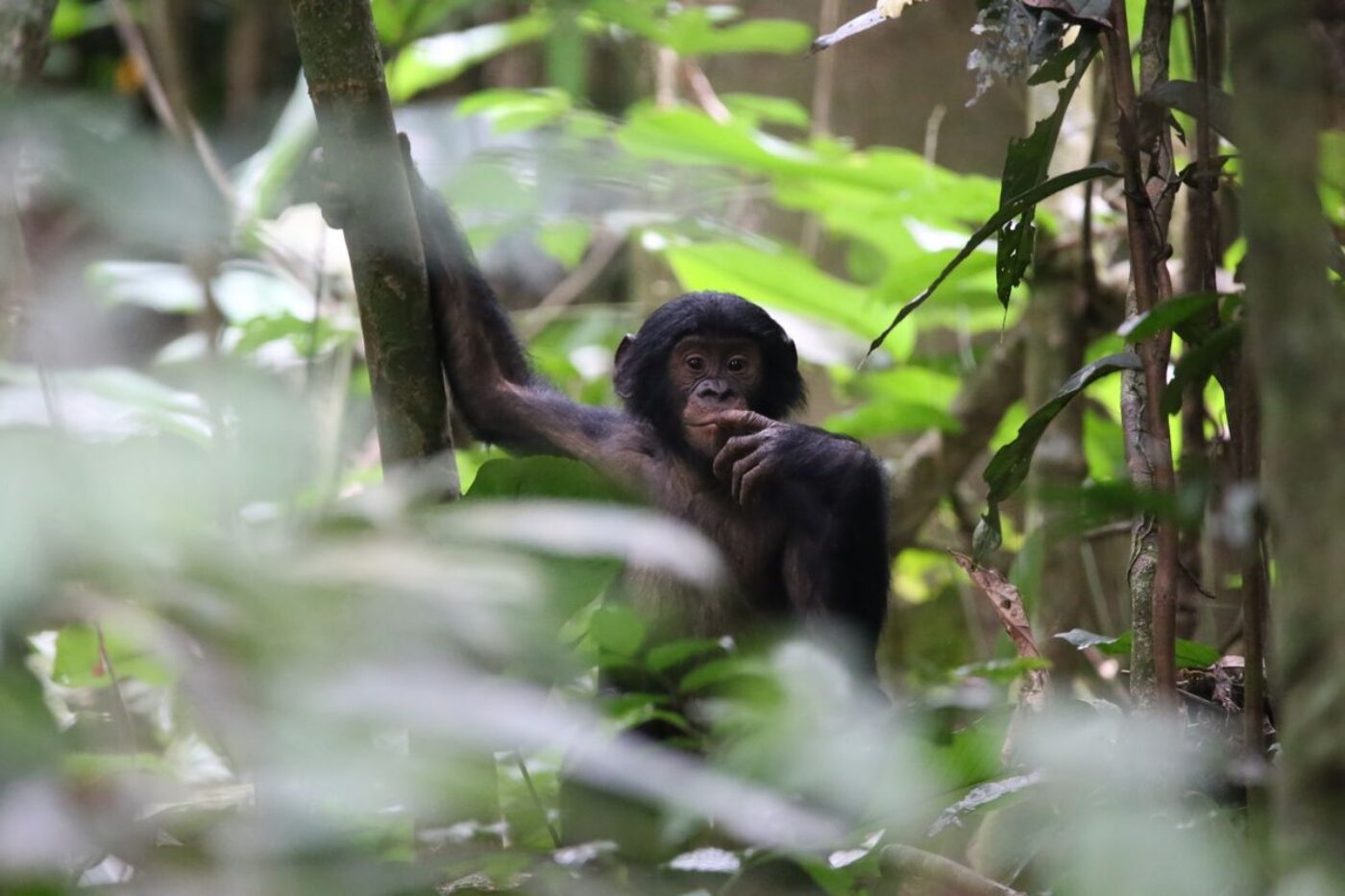 When Bonobos Drop by the Inkomu Camp and Captivate Their Hosts