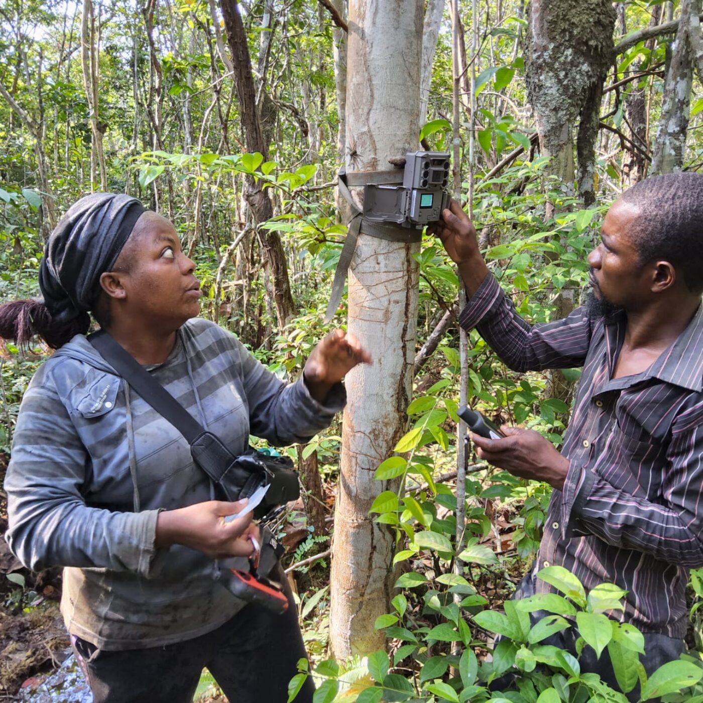 Le Parc national de la Salonga étoffe ses données écologiques grâce à l’exploration de 17 baïs et à l&rsquo;extension du suivi acoustique